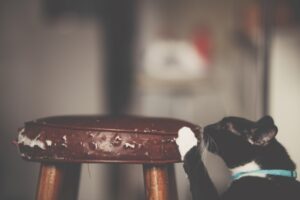 Cats can be a handful, and private detectives in OKC can share a few tips on stopping cats from scratching furniture.