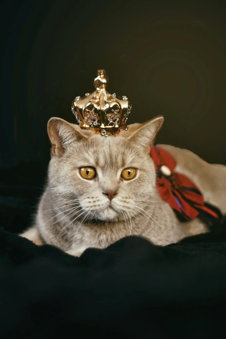 Process Servers Take Care of Their Cats