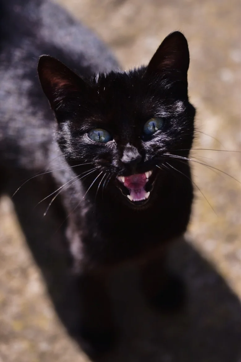 Cat's Aggressive Behaviours