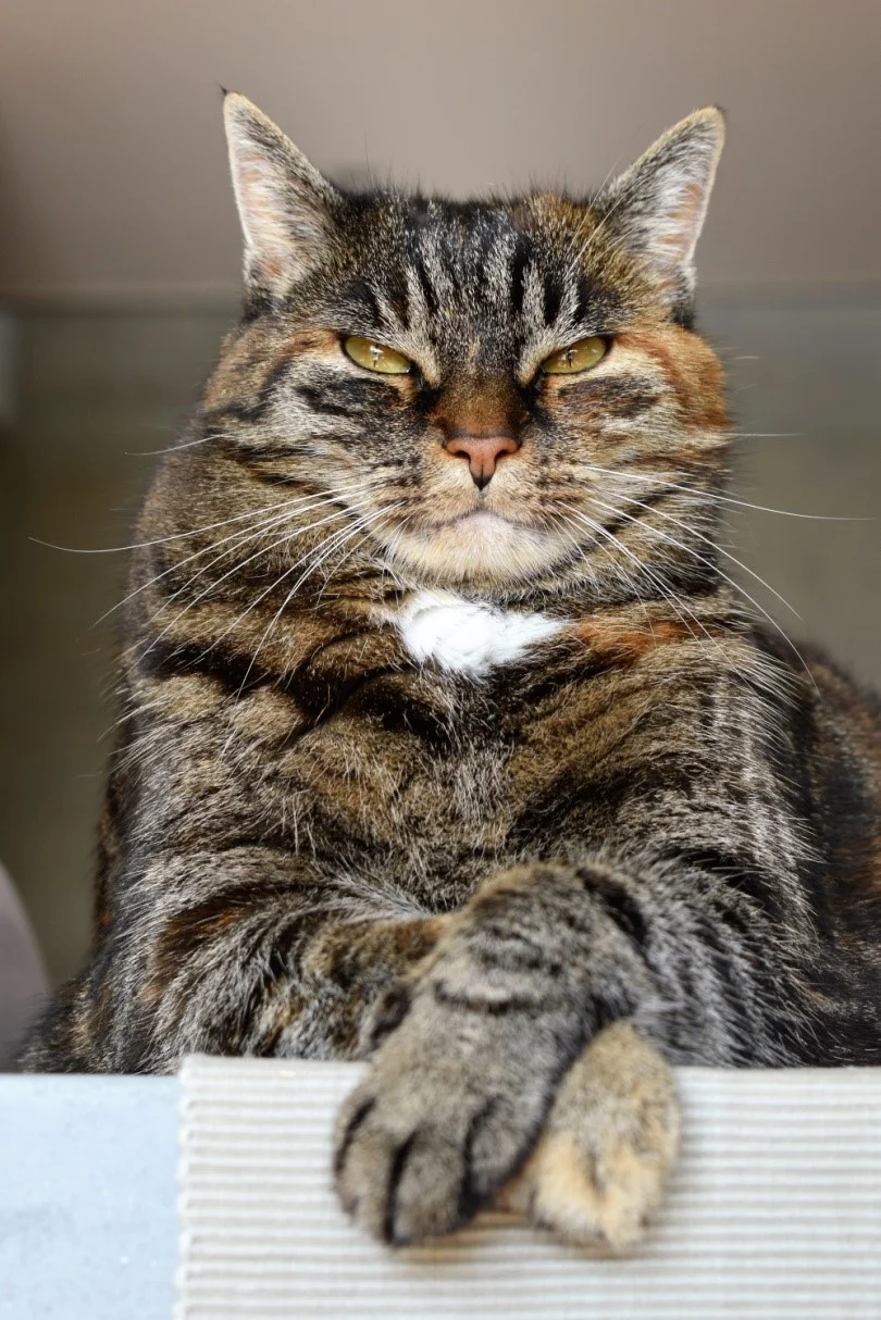 Digging Into the Dangerous & Lucrative Catnip Cartel