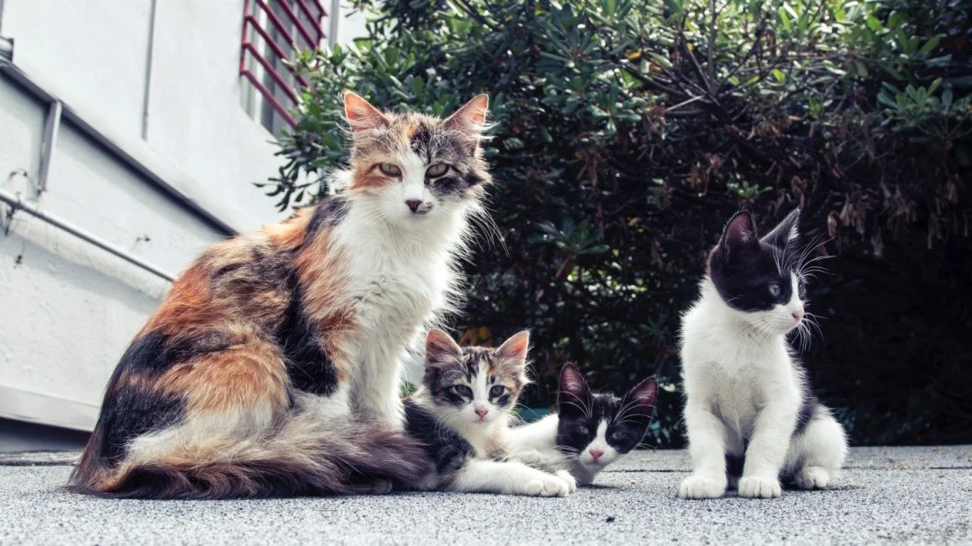 Missing Cat Cases Are the Hardest For Private Investigators