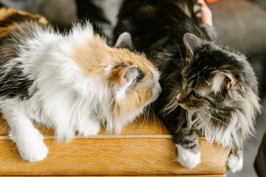 Role of Therapy Cats for a Private Investigator