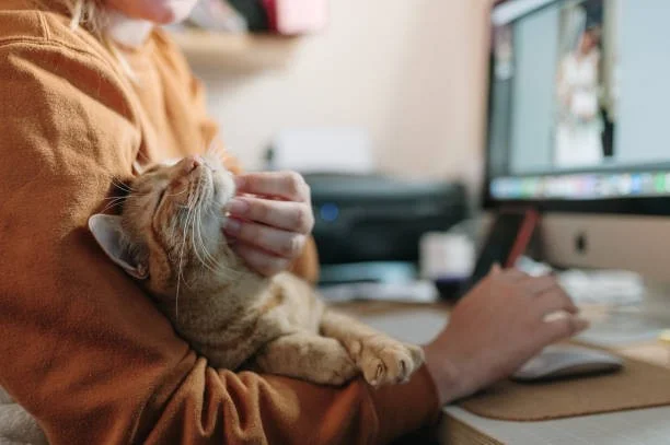 Cats as Role Models for Private Investigators in Oklahoma 
