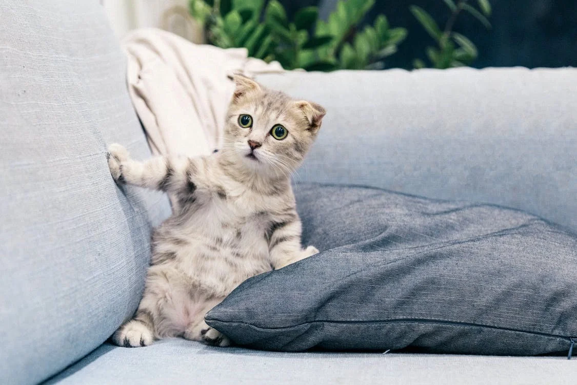 Use of Therapy Cats in the Office of a Process Server in Ok
