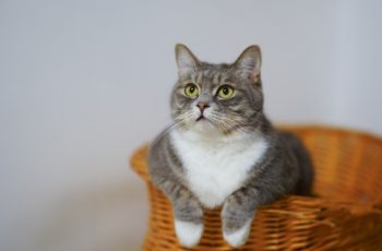 Cats Make a Good Pet