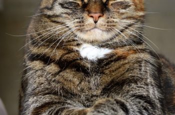 Digging Into the Dangerous & Lucrative Catnip Cartel