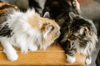 Role of Therapy Cats for a Private Investigator