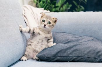 Therapy Cats in the Office of a Process Server in Oklahoma City